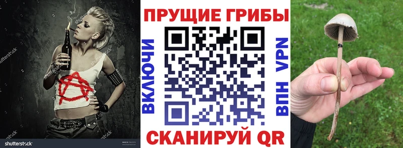 где продают наркотики  Юрга  OMG сайт  сайты даркнета формула  Галлюциногенные грибы Psilocybine cubensis 